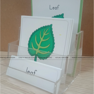 Thẻ 3 phần các bộ phận của lá, tiếng anh